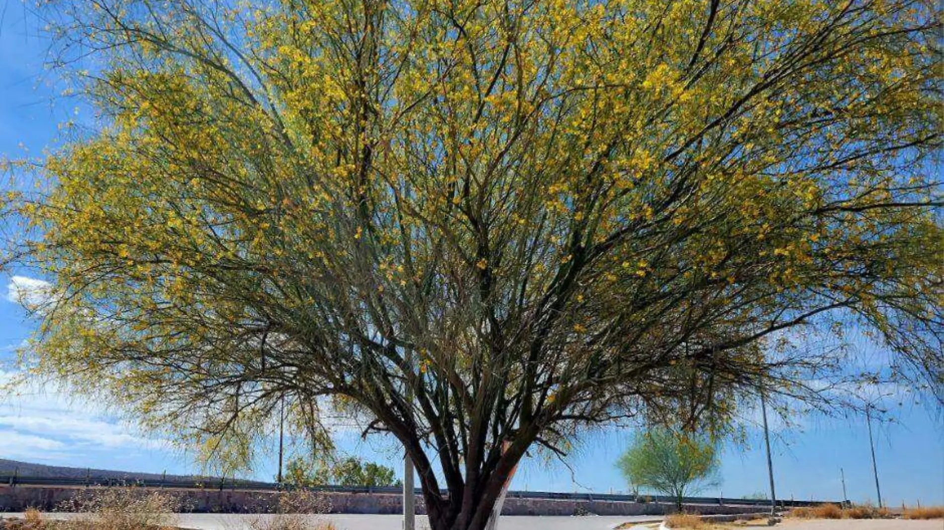 Árbol Palo Verde 